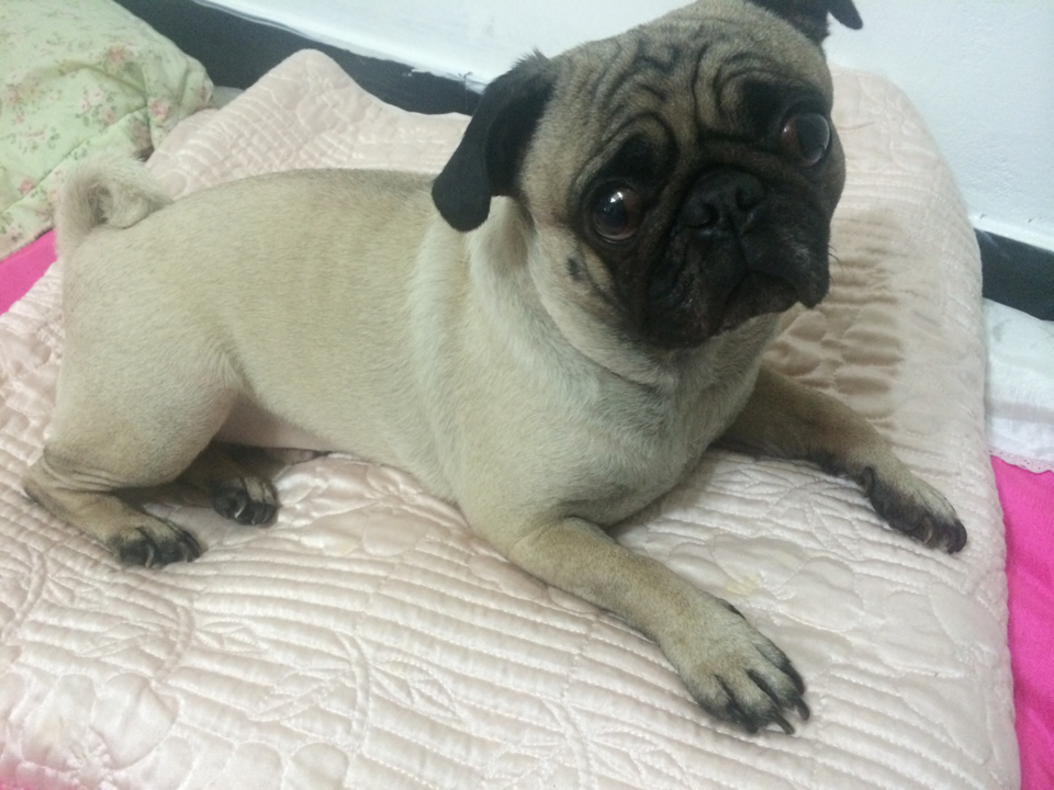 강아지를 찾습니다. - 강아지 찾아요 - 유기견 보호 센터 - 이미지 1