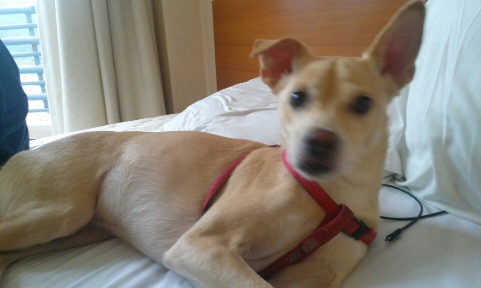 믹스견 찾아요 경기도 시흥시 월곶동 보건소 - 강아지 찾아요 - 유기견 보호 센터 - 이미지 1