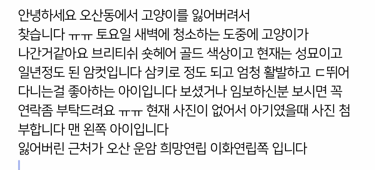 오산시 오산동 희망연립 라동 뒷편  잃어버린 브리티쉬 숏헤어 골드색 고양이를 찾습니다