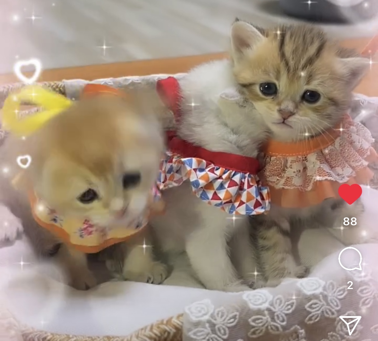 오산시 오산동 희망연립 라동 뒷편  잃어버린 브리티쉬 숏헤어 골드색 고양이를 찾습니다 4번째 사진