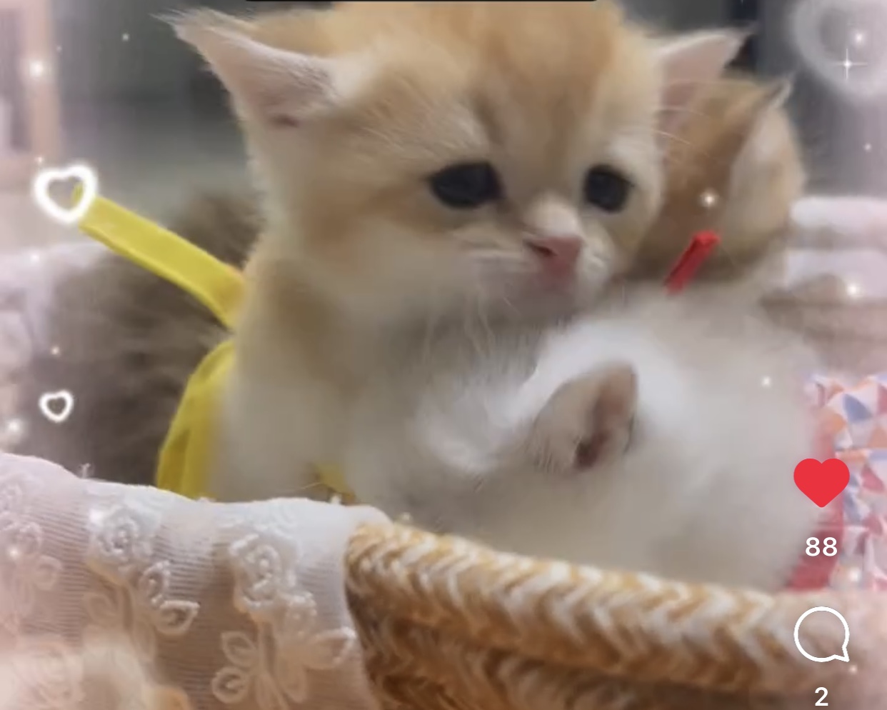 오산시 오산동 희망연립 라동 뒷편  잃어버린 브리티쉬 숏헤어 골드색 고양이를 찾습니다 3번째 사진