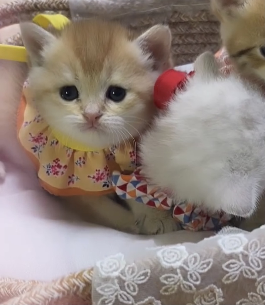 오산시 오산동 희망연립 라동 뒷편  잃어버린 브리티쉬 숏헤어 골드색 고양이를 찾습니다 2번째 사진