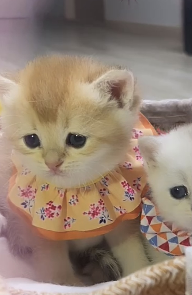 오산시 오산동 희망연립 라동 뒷편  잃어버린 브리티쉬 숏헤어 골드색 고양이를 찾습니다 5번째 사진