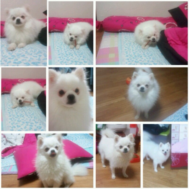 ★★★★부산 사상구 엄궁동 화이트 포메라니언 (두치) 강아지를 찾습니다★★★★ - 강아지 찾아요 - 유기견 보호 센터 - 이미지 2