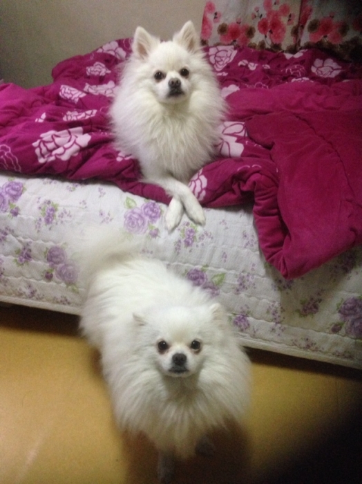 ★★★★부산 사상구 엄궁동 화이트 포메라니언 (두치) 강아지를 찾습니다★★★★ - 강아지 찾아요 - 유기견 보호 센터 - 이미지 1