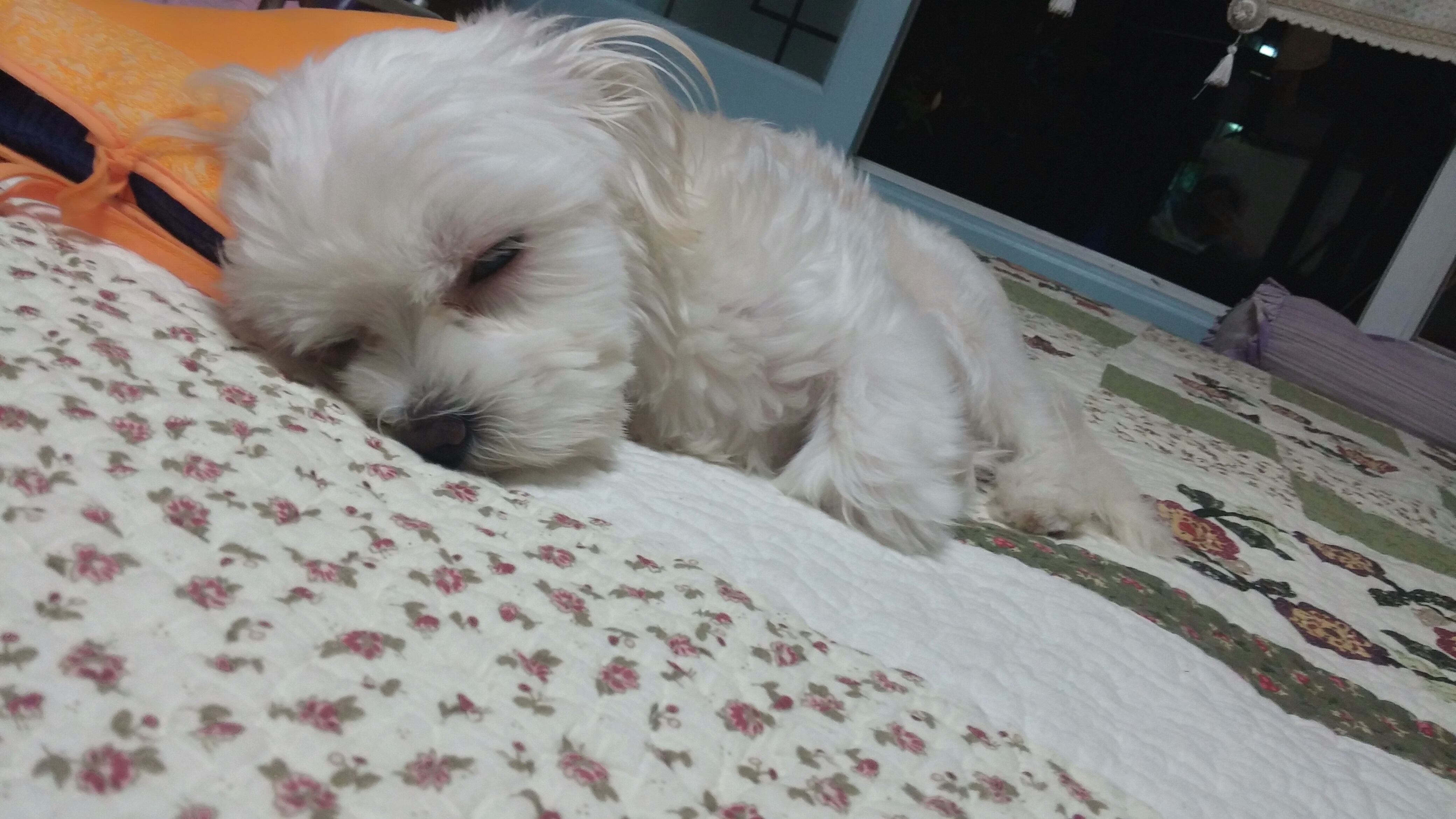 (서울 가양동)궁산근린공원 - 강아지 찾아요 - 유기견 보호 센터 - 이미지 3