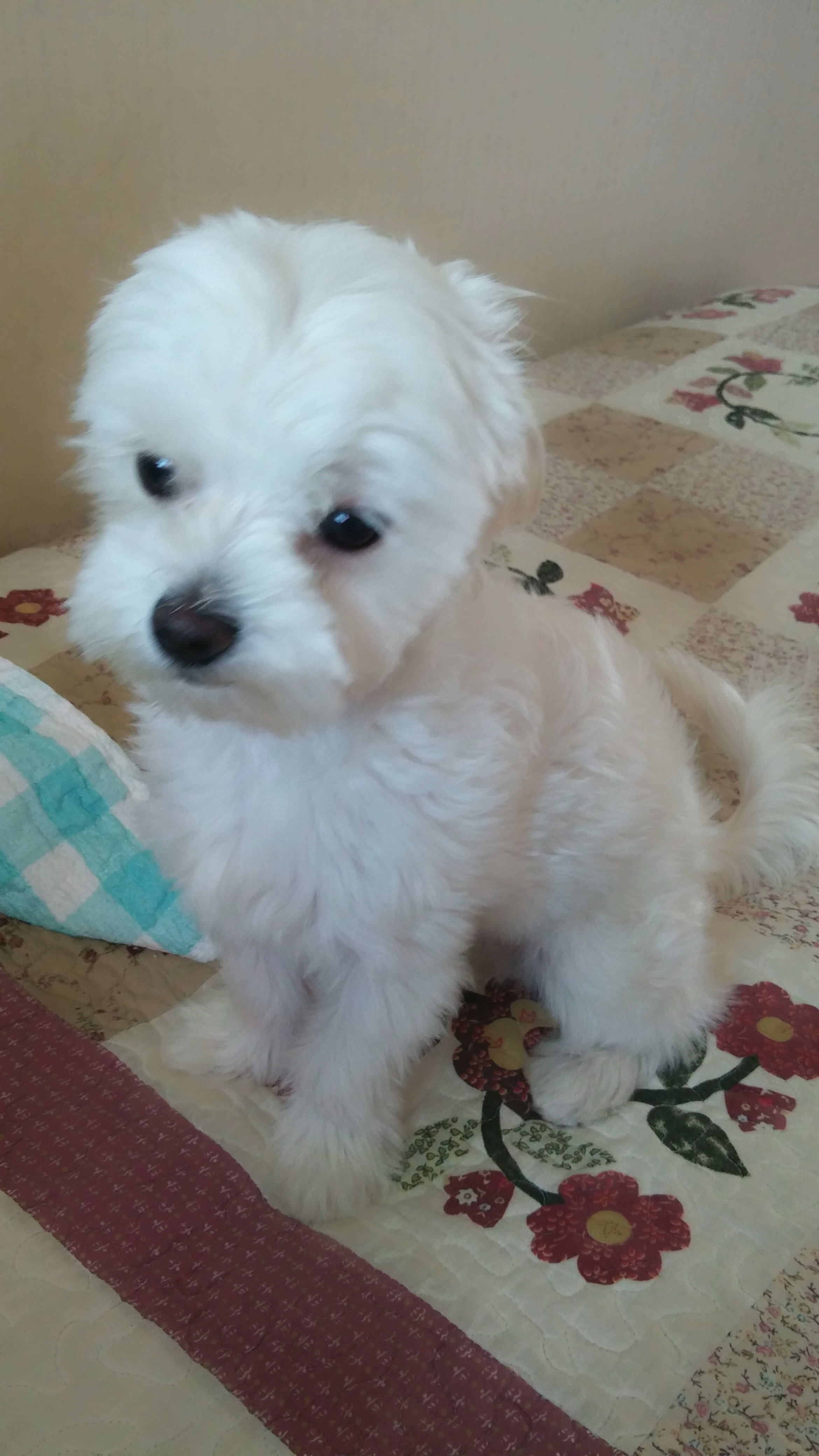 (서울 가양동)궁산근린공원 - 강아지 찾아요 - 유기견 보호 센터 - 이미지 4