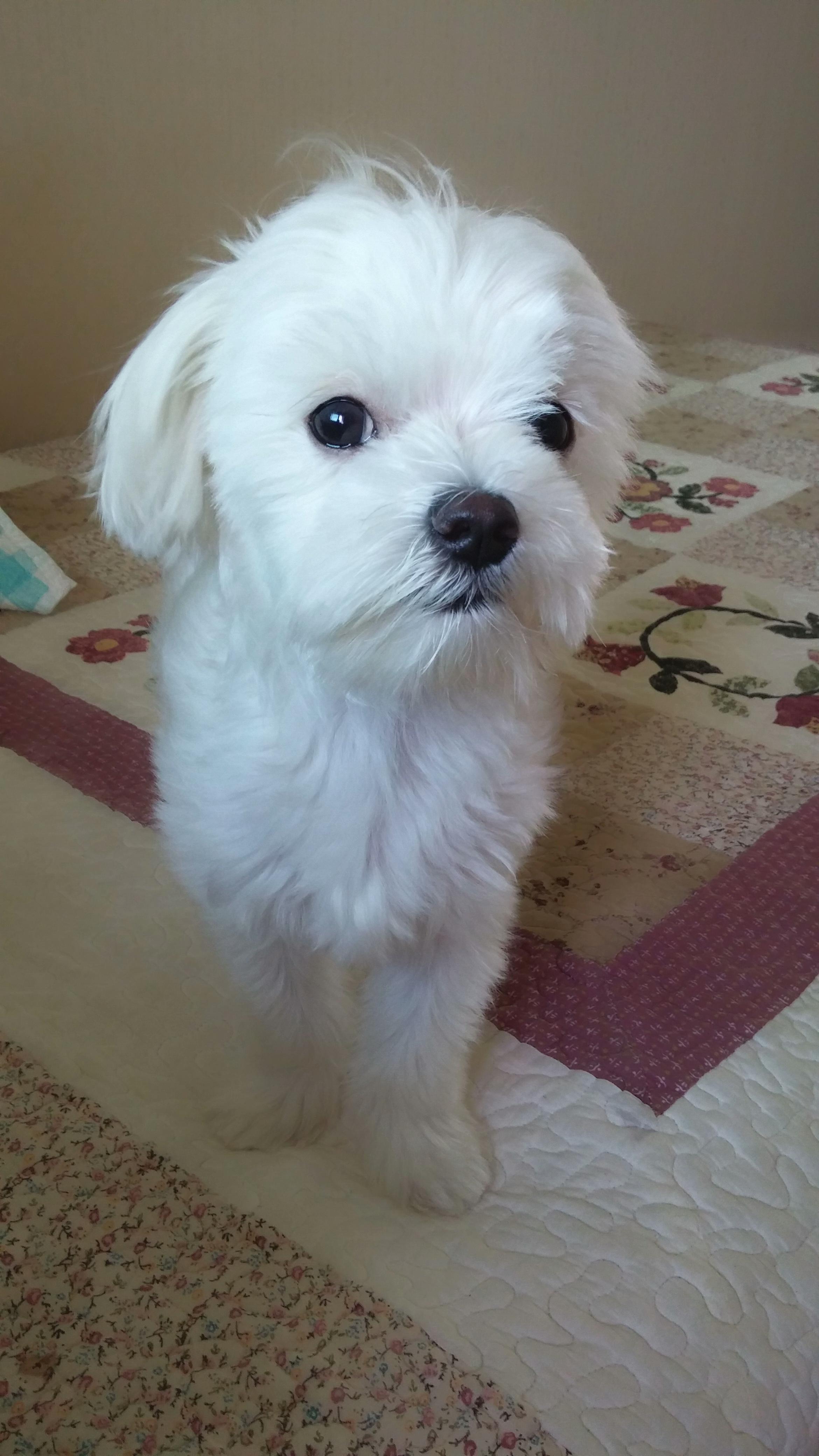 (서울 가양동)궁산근린공원 - 강아지 찾아요 - 유기견 보호 센터 - 이미지 1