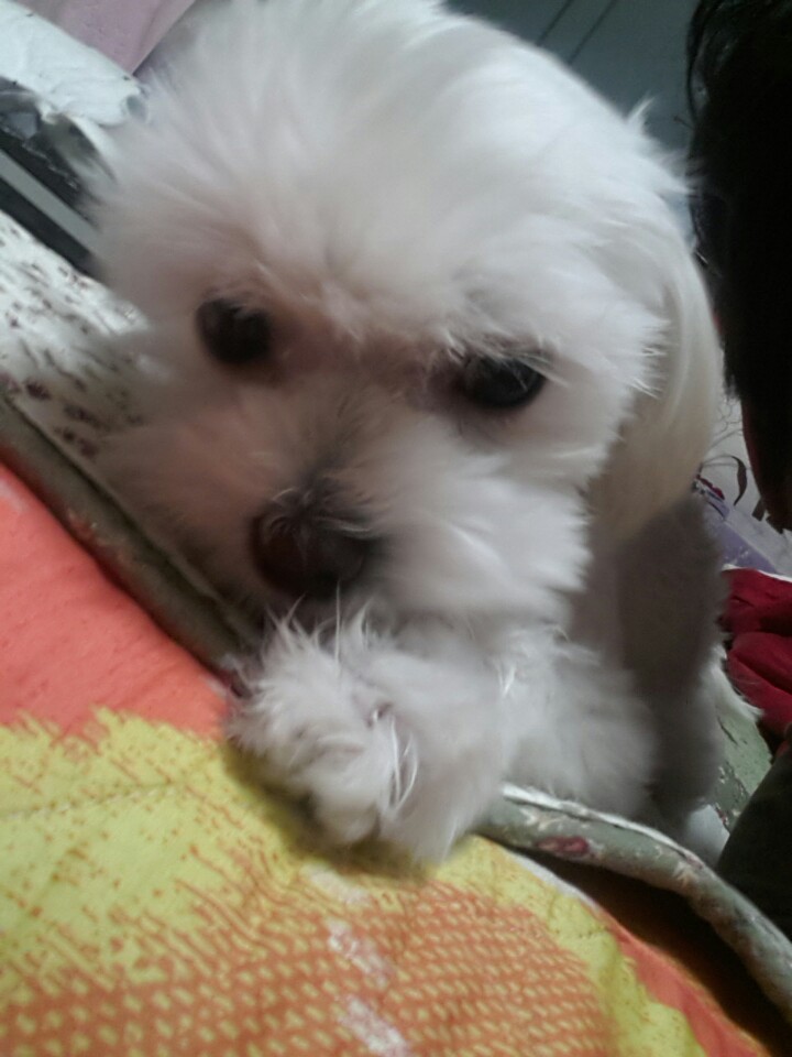 (서울 가양동)궁산근린공원 - 강아지 찾아요 - 유기견 보호 센터 - 이미지 6