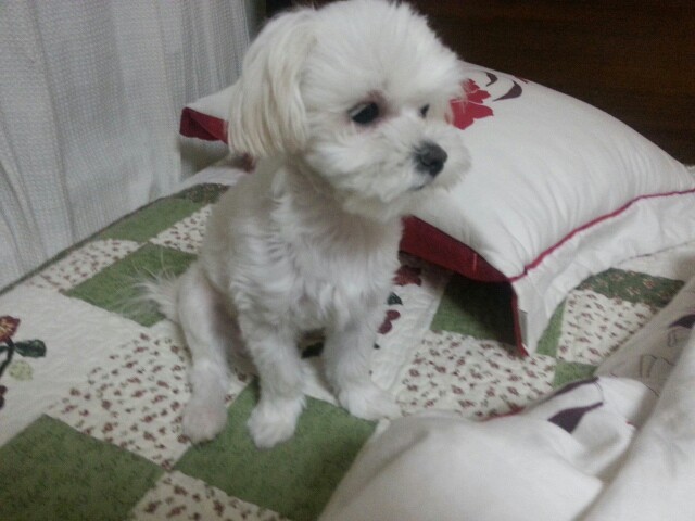 (서울 가양동)궁산근린공원 - 강아지 찾아요 - 유기견 보호 센터 - 이미지 5