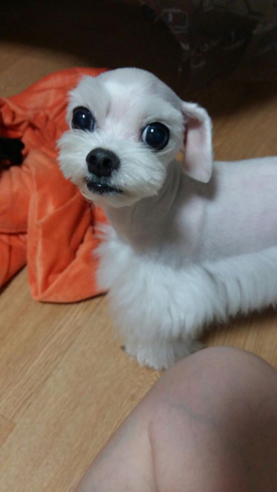 유기견보호센터 강아지보호소 고양이보호소 - 펫찾기 13번째 사진