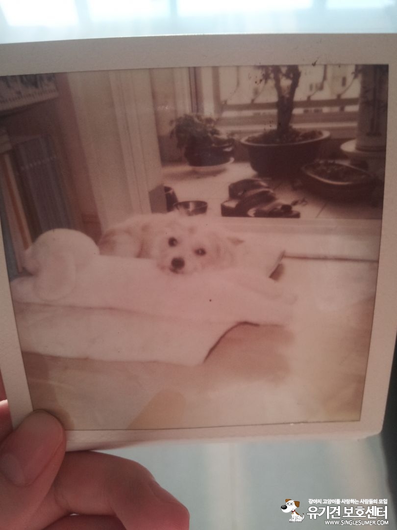 강동구 가래여울에서 방울이을 잃어버렸습니다 - 강아지 찾아요 - 유기견 보호 센터 - 이미지 1