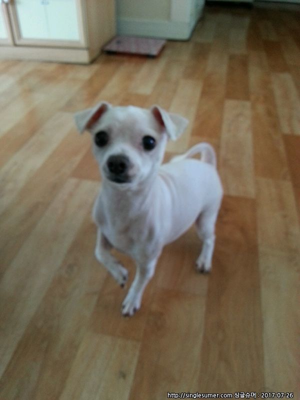 유기견보호센터 강아지보호소 고양이보호소 - 펫찾기 2번째 사진