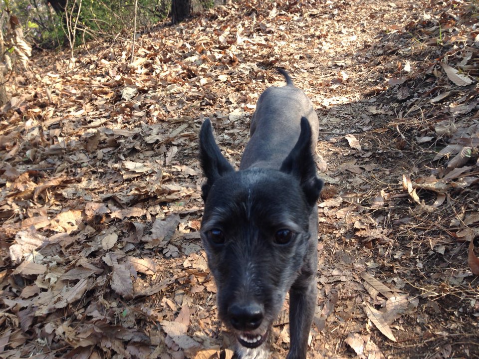 증산동에서 잃어버린 둥짝이를 찾습니다.