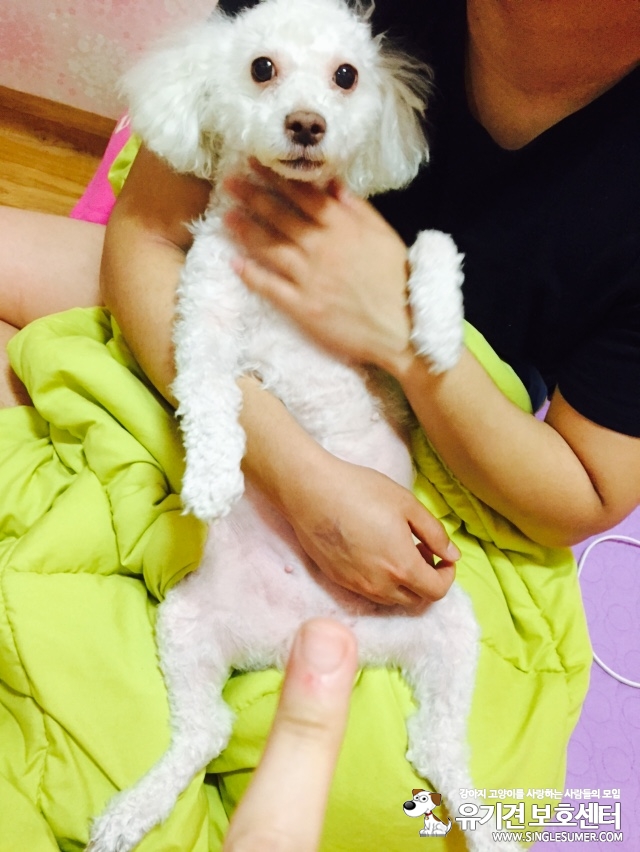 월계동 청백아파트1단지에서 실종된 또또를찾습니다.흰색푸들 - 강아지 찾아요 - 유기견 보호 센터 - 이미지 1