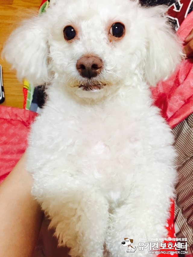 월계동 청백아파트1단지에서 실종된 또또를찾습니다.흰색푸들 - 강아지 찾아요 - 유기견 보호 센터 - 이미지 2