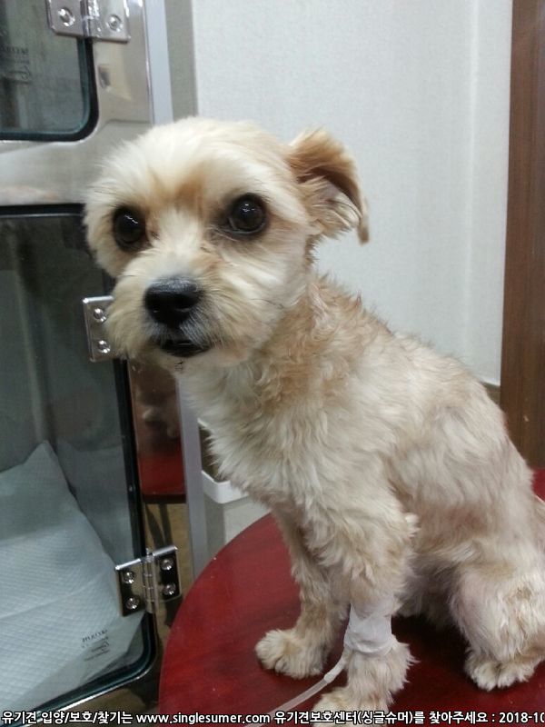 유기견보호센터 강아지보호소 고양이보호소 - 펫찾기 17번째 사진