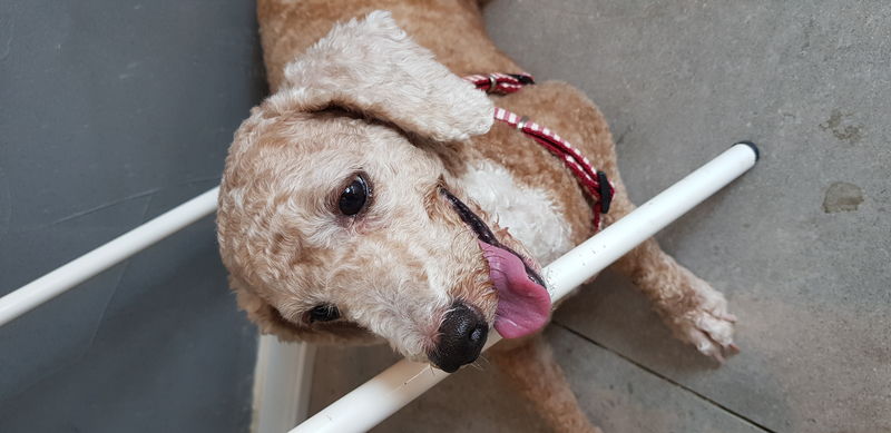 유기견보호센터 강아지보호소 고양이보호소 - 펫찾기 26번째 사진