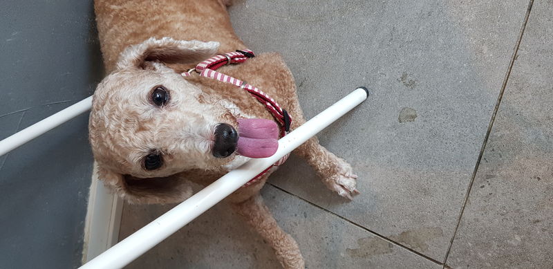 유기견보호센터 강아지보호소 고양이보호소 - 펫찾기 25번째 사진