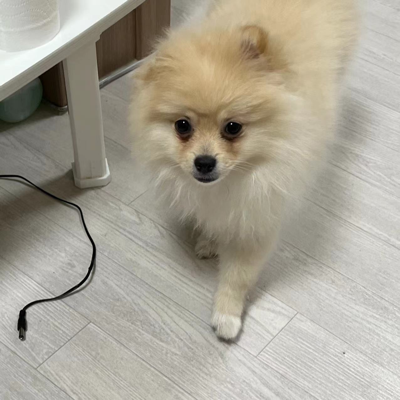 *강아지를 찾습니다*