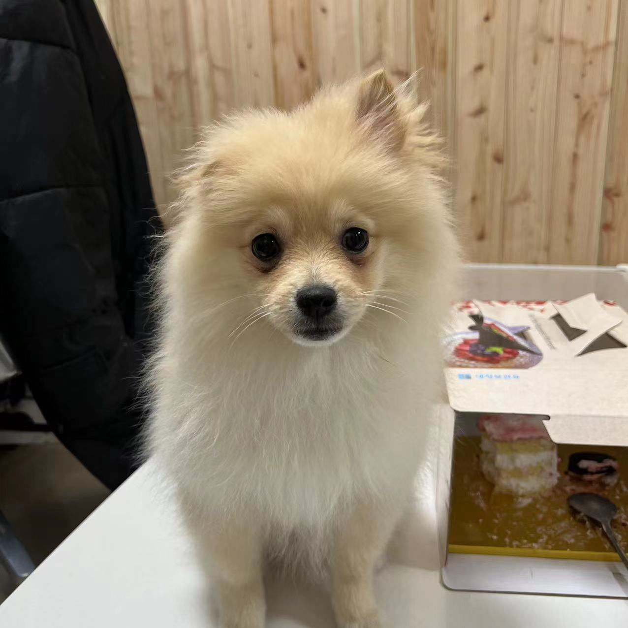 *강아지를 찾습니다* 2번째 사진