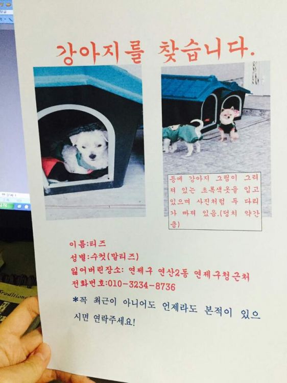 유기견보호센터 강아지보호소 고양이보호소 - 펫찾기 19번째 사진