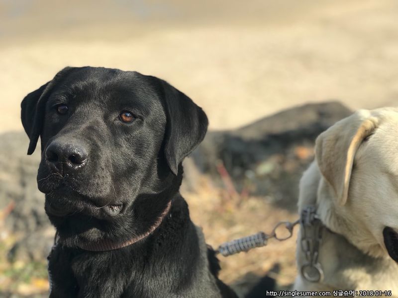 유기견보호센터 강아지보호소 고양이보호소 - 펫찾기 13번째 사진