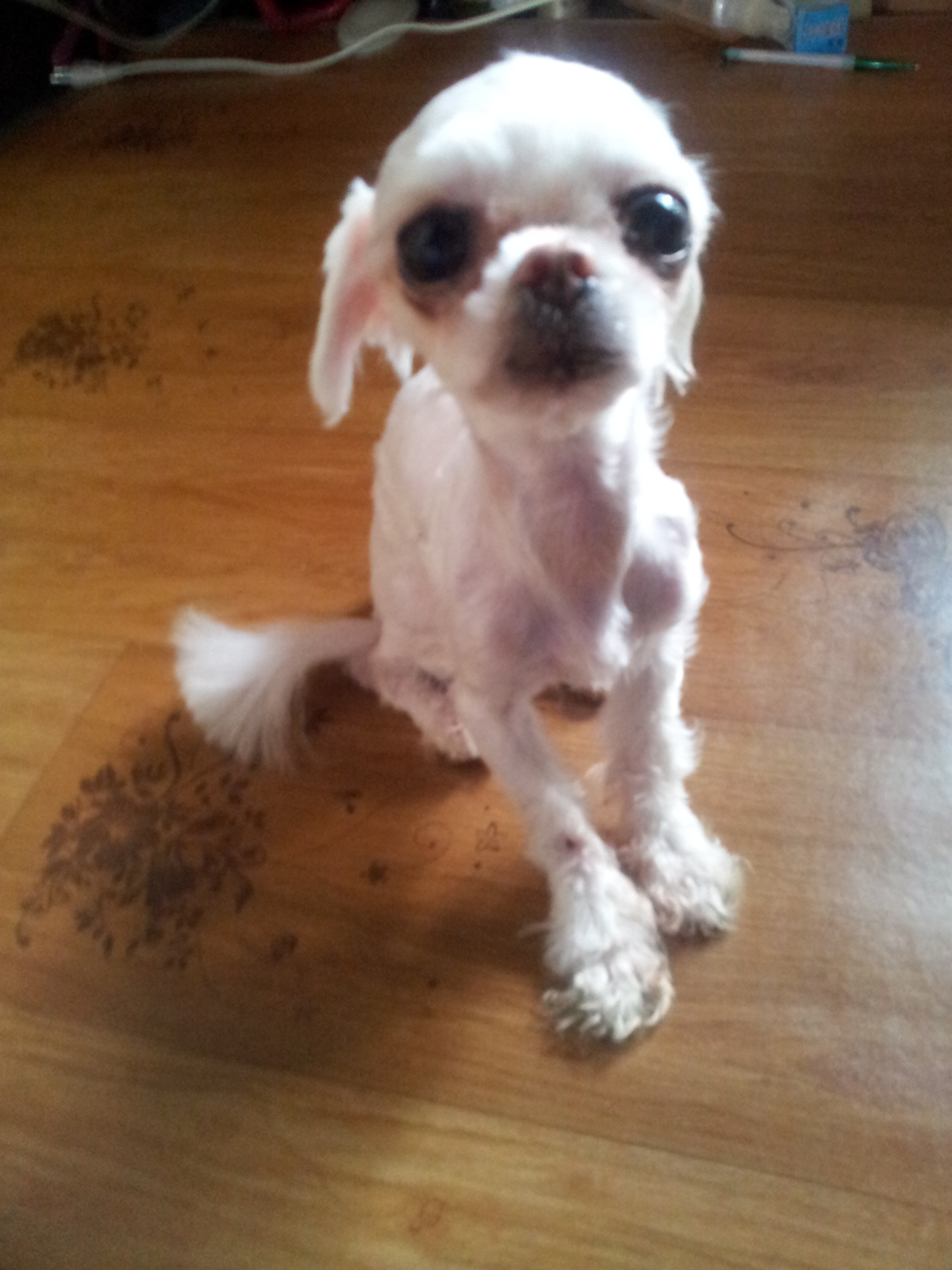 (부천) 가족같은 우리 꼬미를 찾습니다. - 강아지 찾아요 - 유기견 보호 센터 - 이미지 1