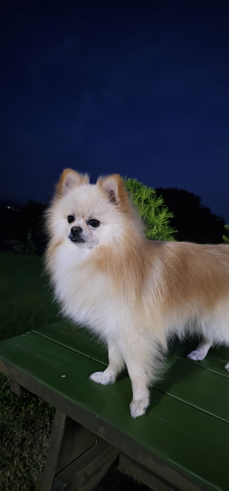 유기견보호센터 강아지보호소 고양이보호소 - 펫찾기 16번째 사진