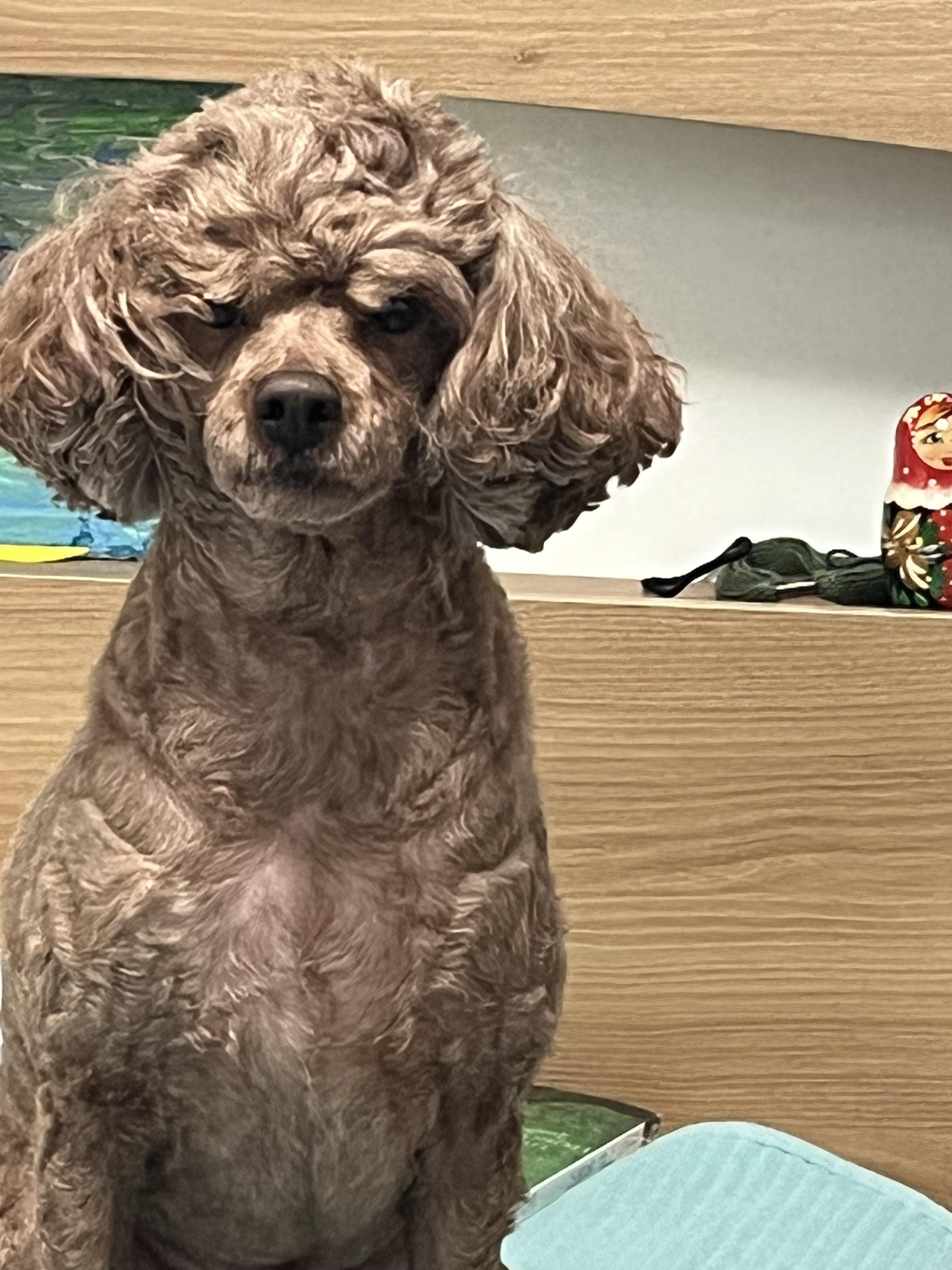 강아지를 찾습니다 (창원 대산면) - 강아지 찾아요 - 유기견 보호 센터 - 이미지 4