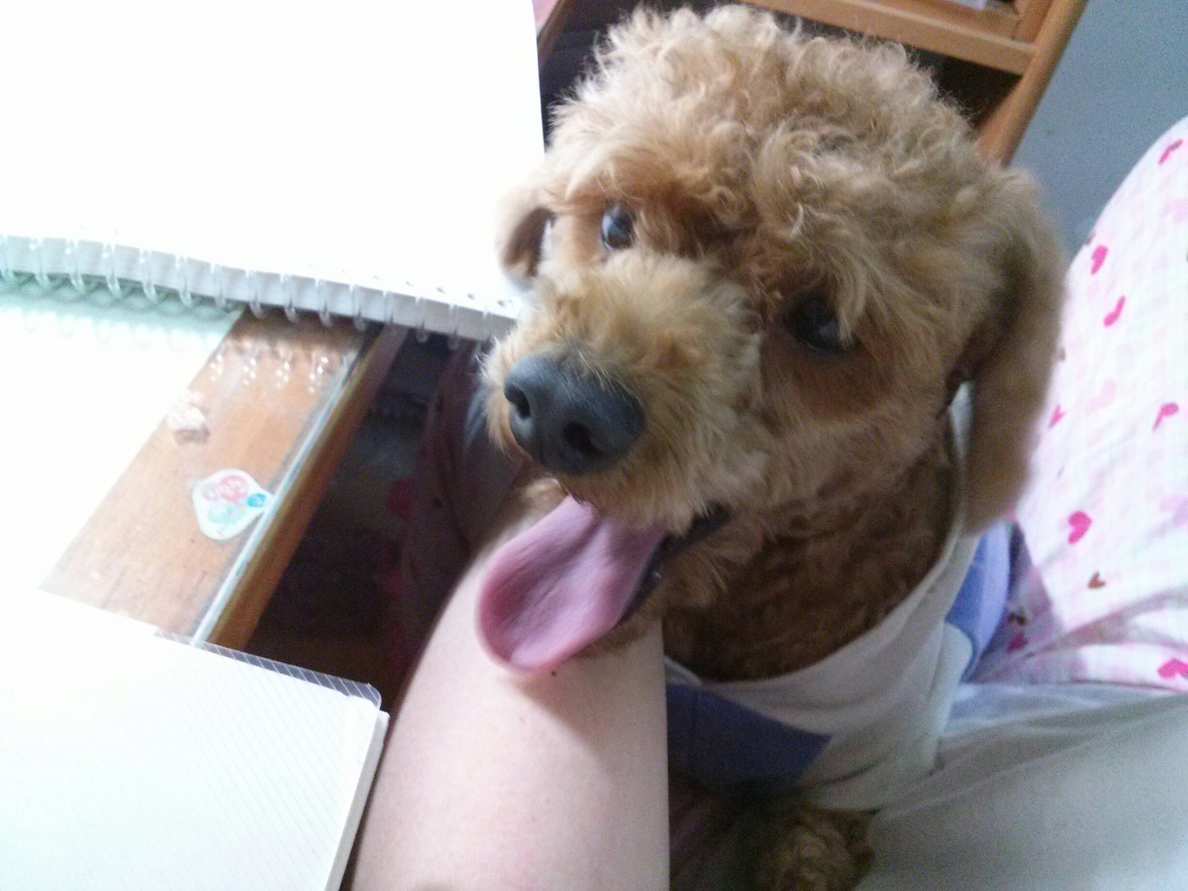 유기견.강아지 찾아요 갈색푸들!!!!!!!!!!!!!!!! - 강아지 찾아요 - 유기견 보호 센터 - 이미지 1