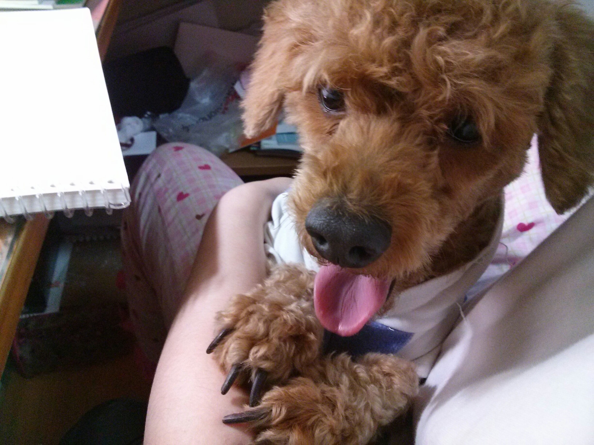 유기견.강아지 찾아요 갈색푸들!!!!!!!!!!!!!!!! - 강아지 찾아요 - 유기견 보호 센터 - 이미지 2