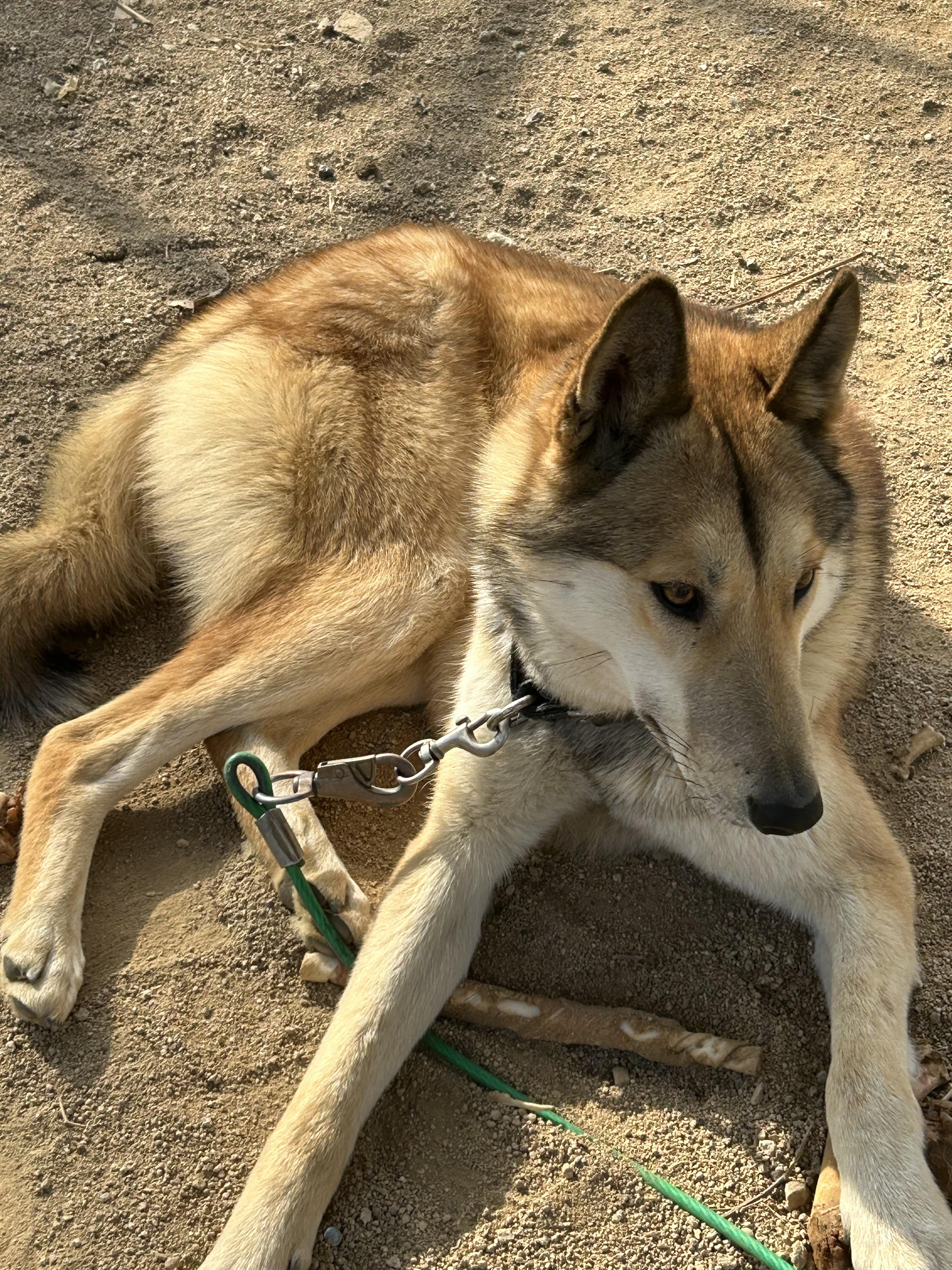 유기견보호센터 강아지보호소 고양이보호소 - 펫찾기 24번째 사진