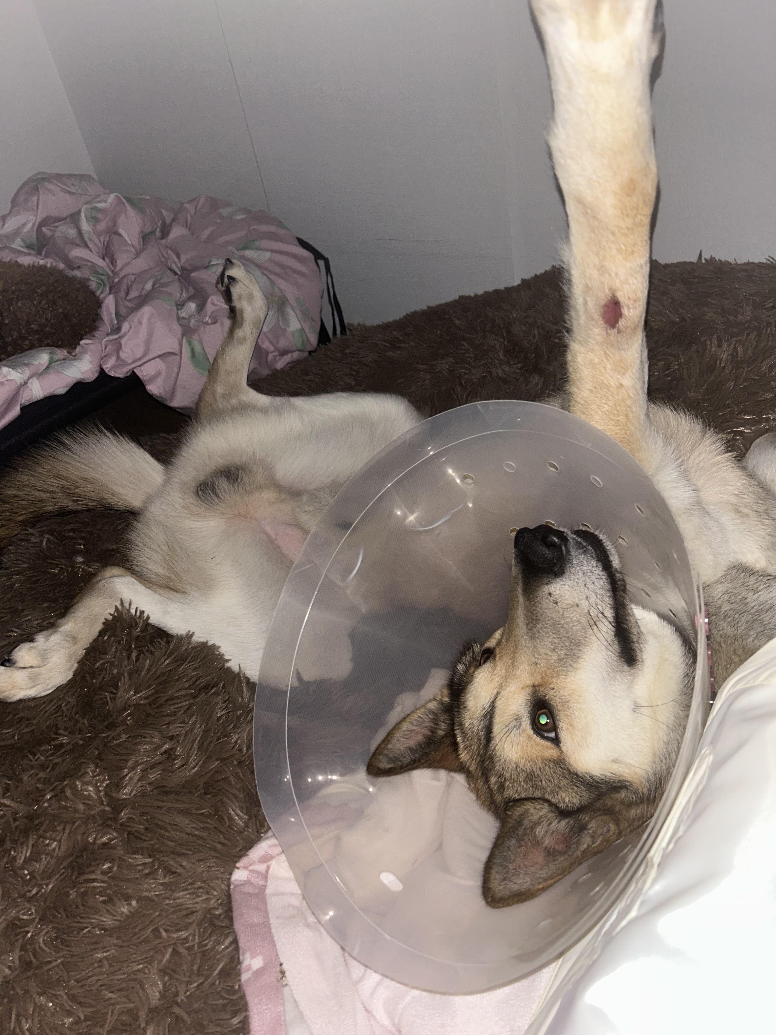 유기견보호센터 강아지보호소 고양이보호소 - 펫찾기 23번째 사진