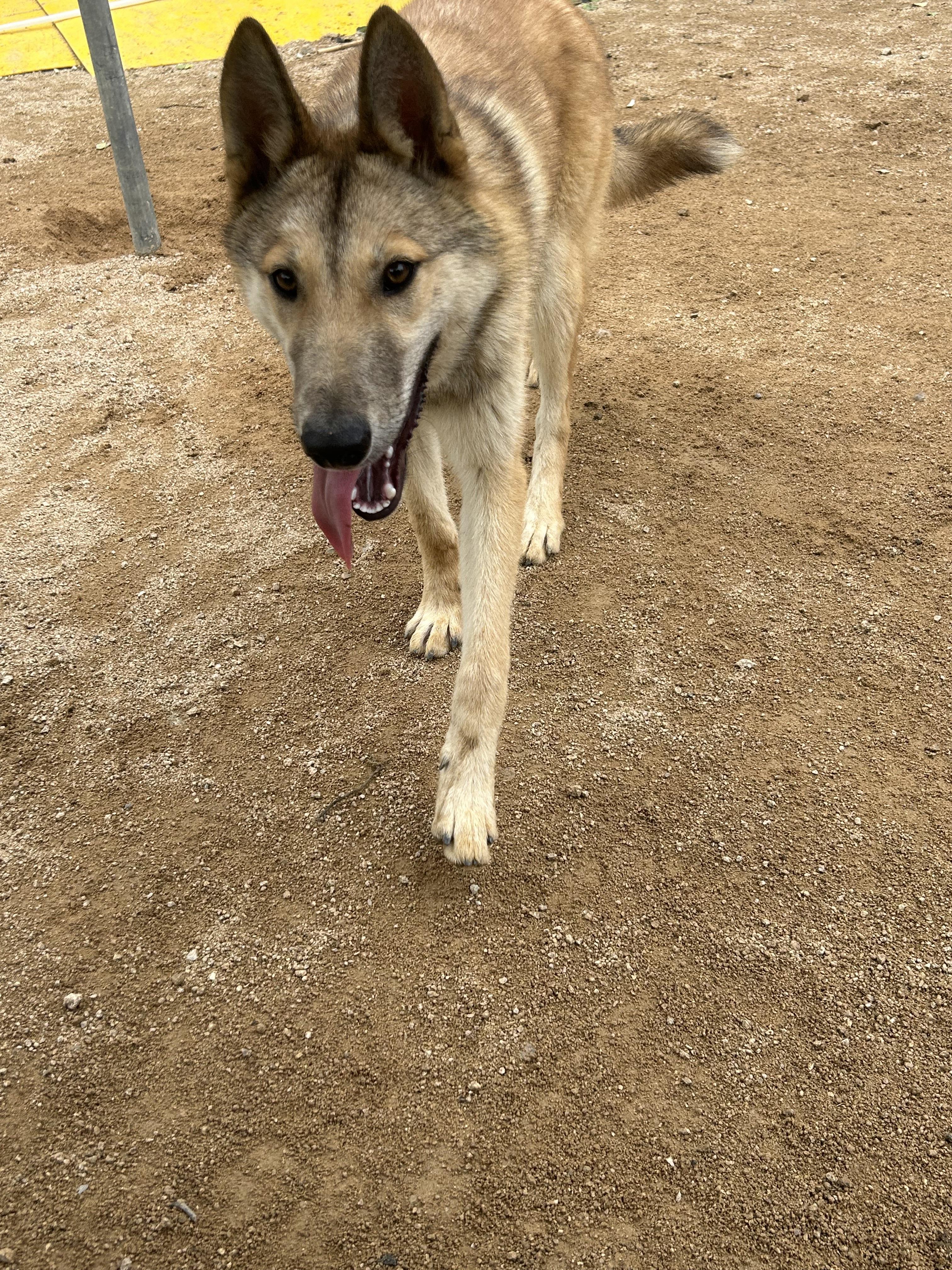 유기견보호센터 강아지보호소 고양이보호소 - 펫찾기 22번째 사진