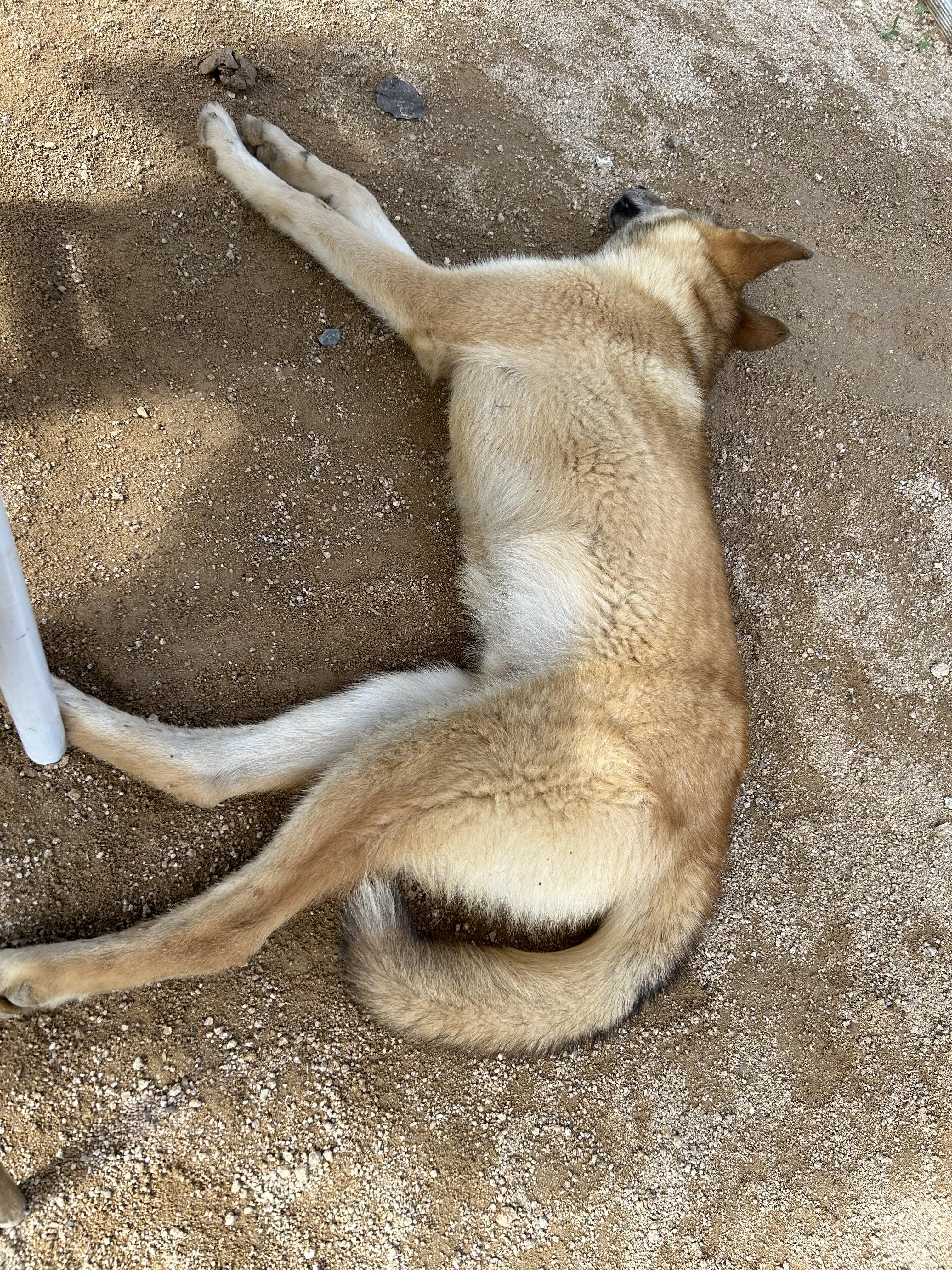 유기견보호센터 강아지보호소 고양이보호소 - 펫찾기 21번째 사진
