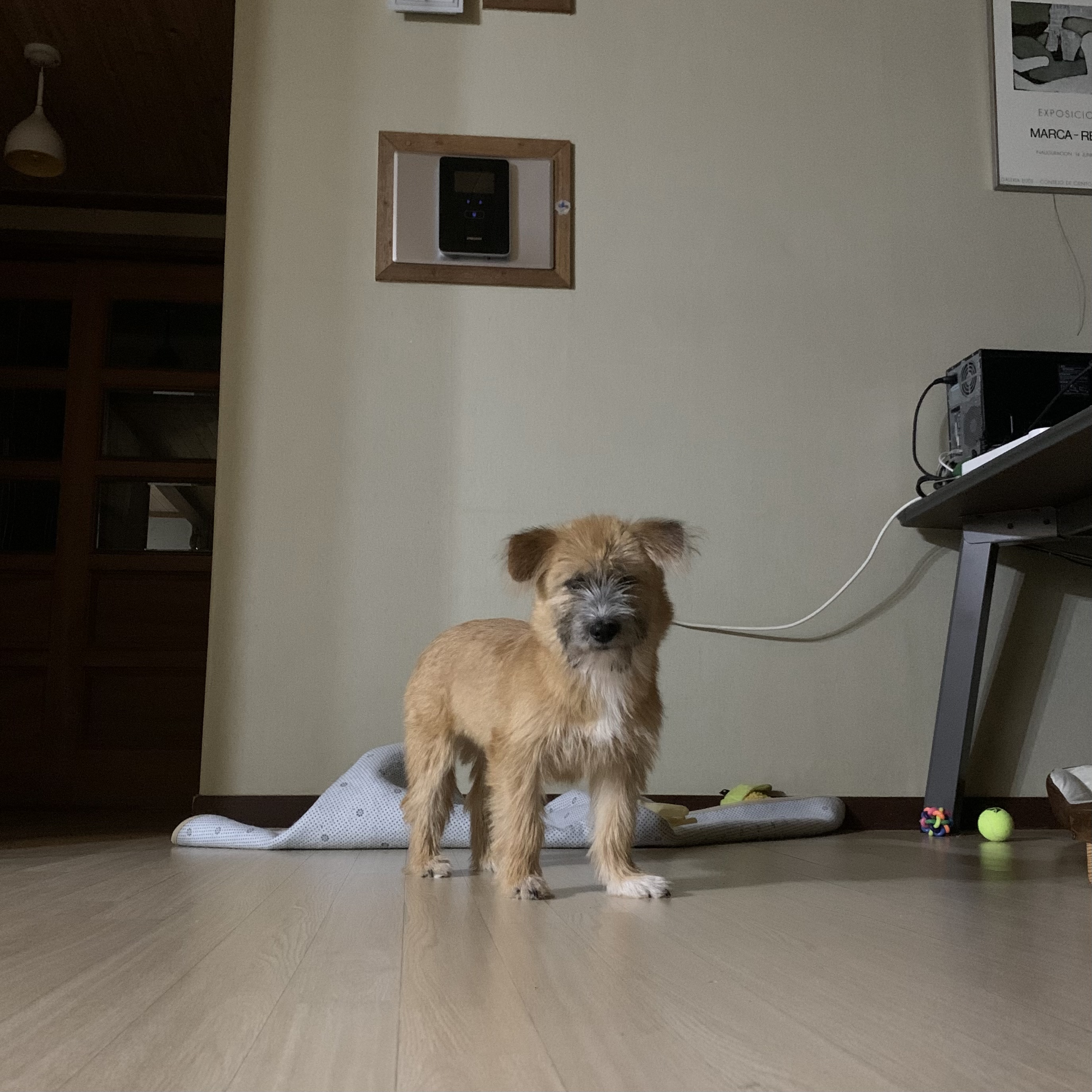 유기견보호센터 강아지보호소 고양이보호소 - 펫찾기 8번째 사진