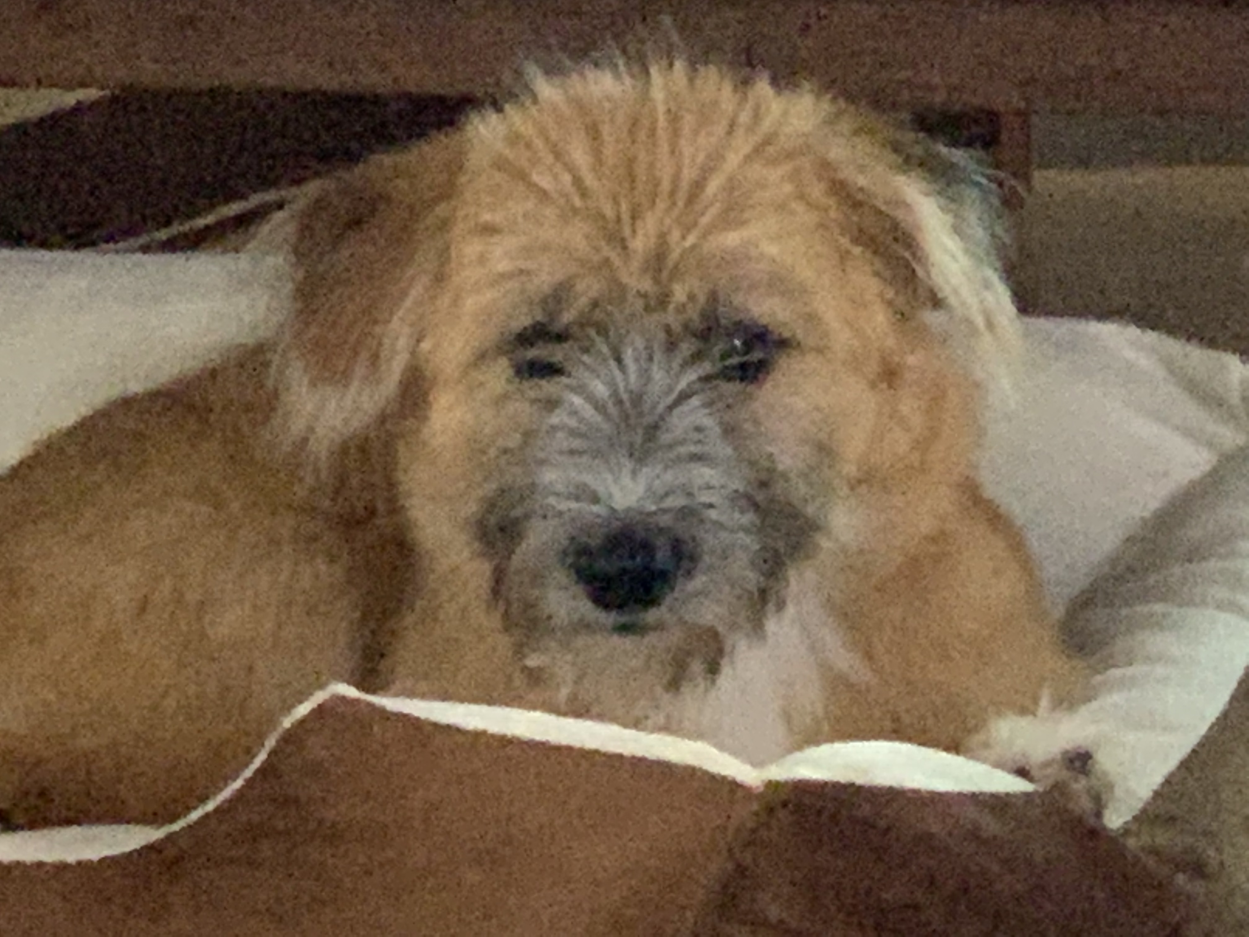 유기견보호센터 강아지보호소 고양이보호소 - 펫찾기 9번째 사진