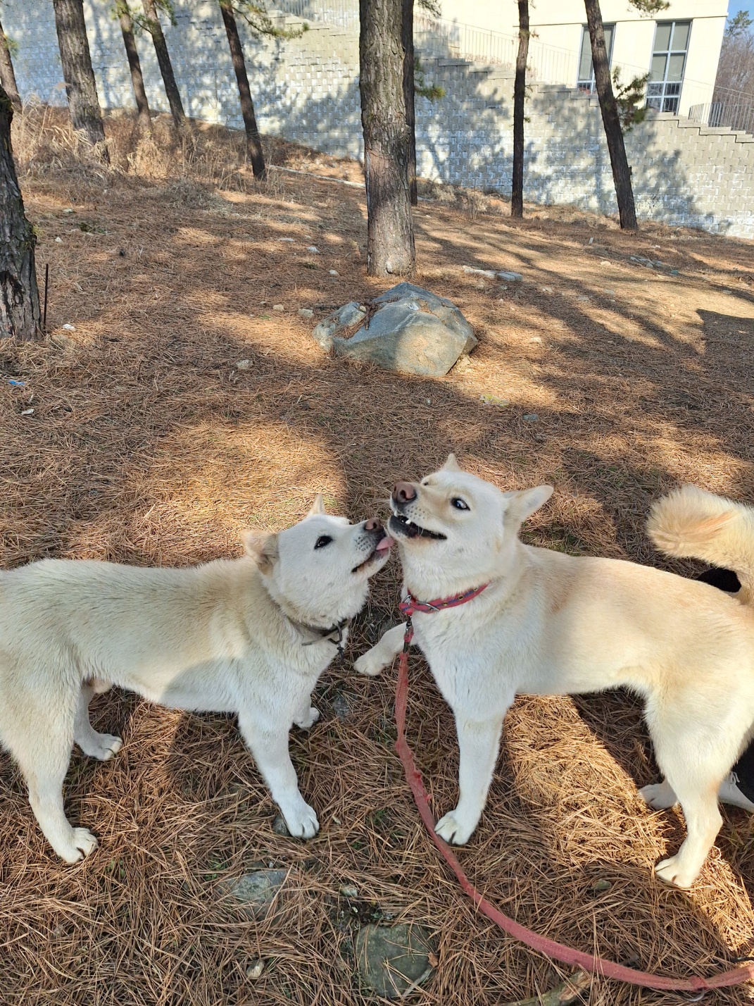 유기견보호센터 강아지보호소 고양이보호소 - 펫찾기 17번째 사진