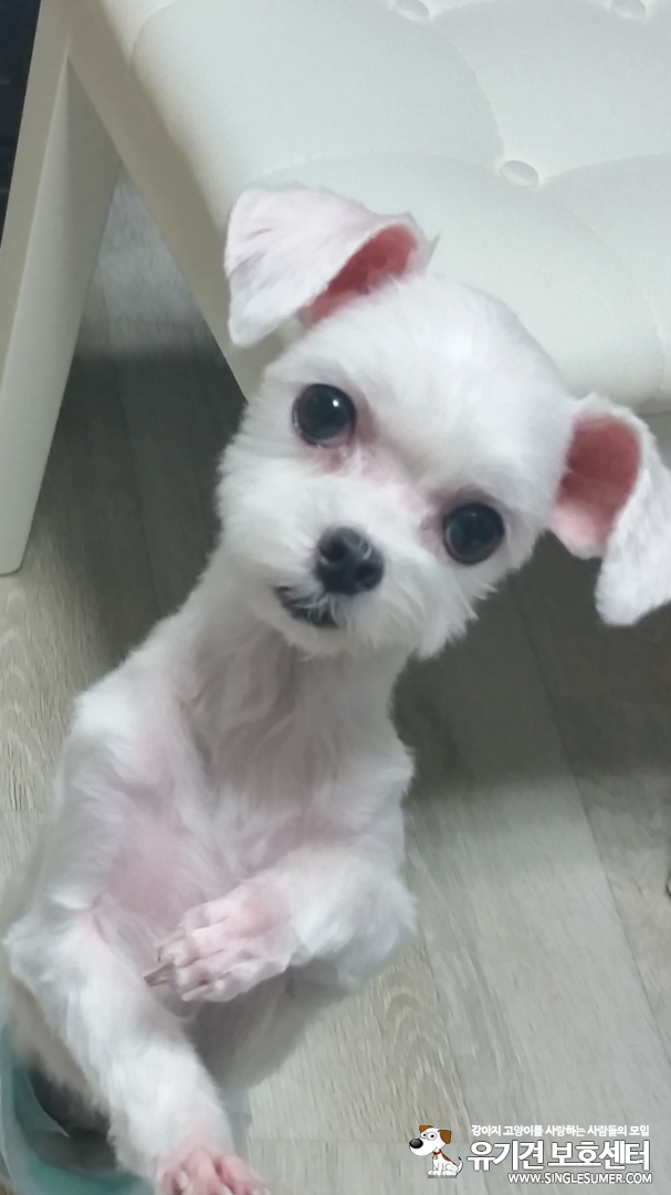 단비좀 찾아주세요 - 강아지 찾아요 - 유기견 보호 센터 - 이미지 1