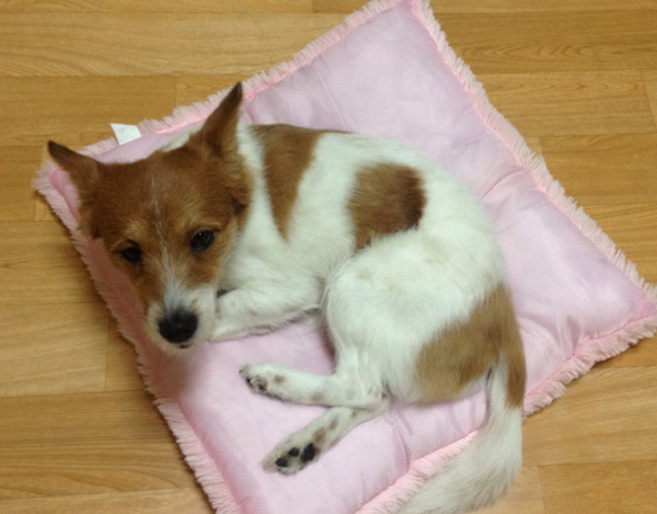 믹스견(흰색+누런색) 얼룩무늬 개를 찾습니다. - 강아지 찾아요 - 유기견 보호 센터 - 이미지 3