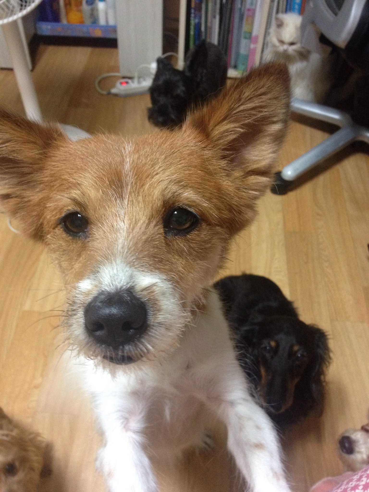 믹스견(흰색+누런색) 얼룩무늬 개를 찾습니다. - 강아지 찾아요 - 유기견 보호 센터 - 이미지 1