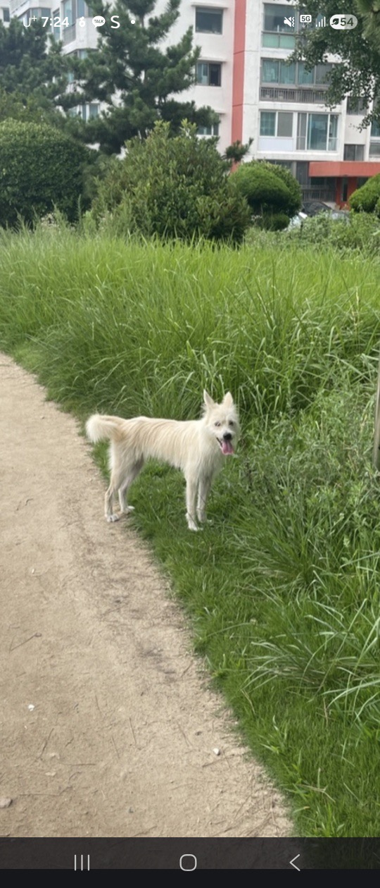 유기견보호센터 강아지보호소 고양이보호소 - 펫찾기 46번째 사진