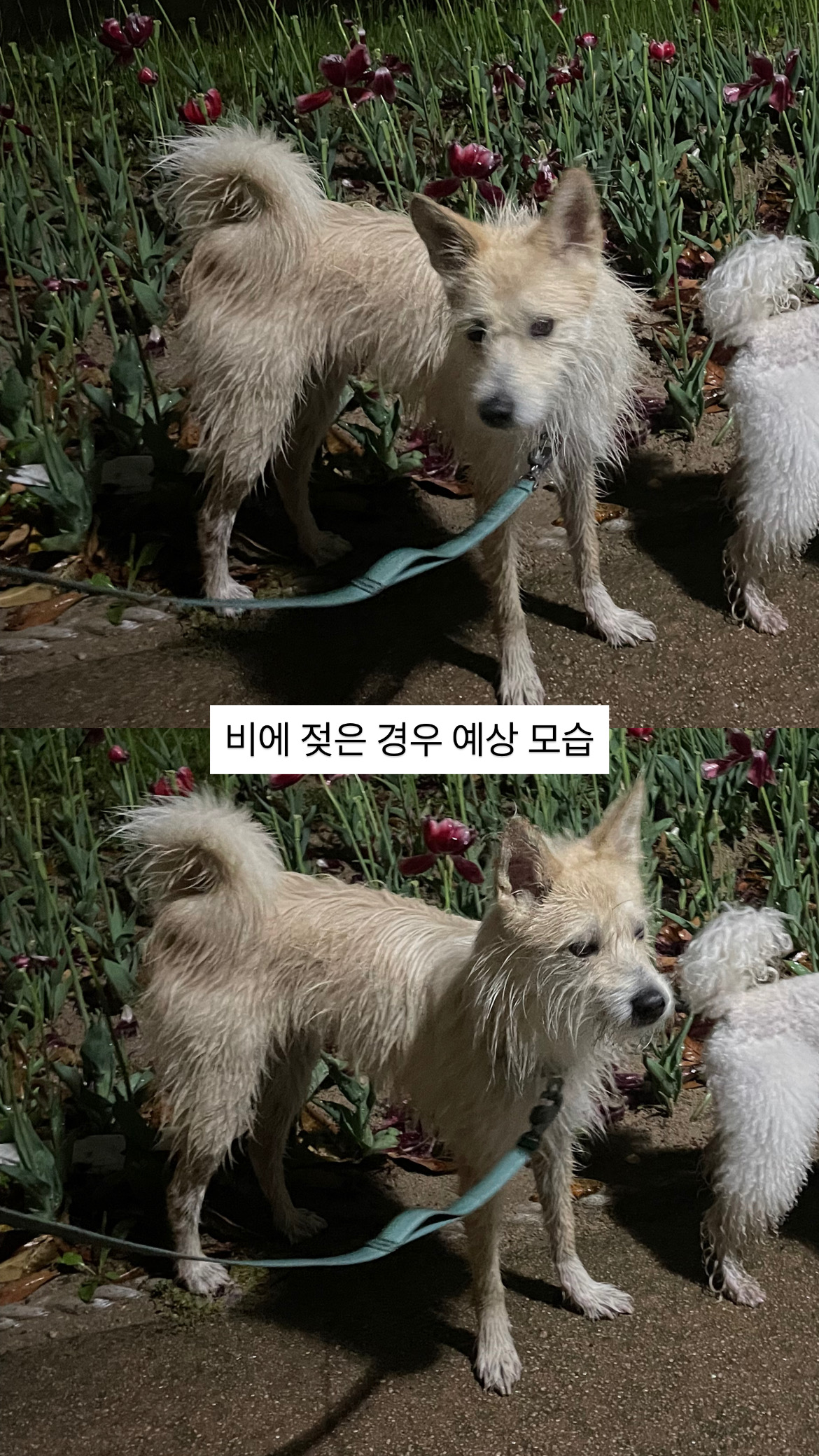 유기견보호센터 강아지보호소 고양이보호소 - 펫찾기 45번째 사진