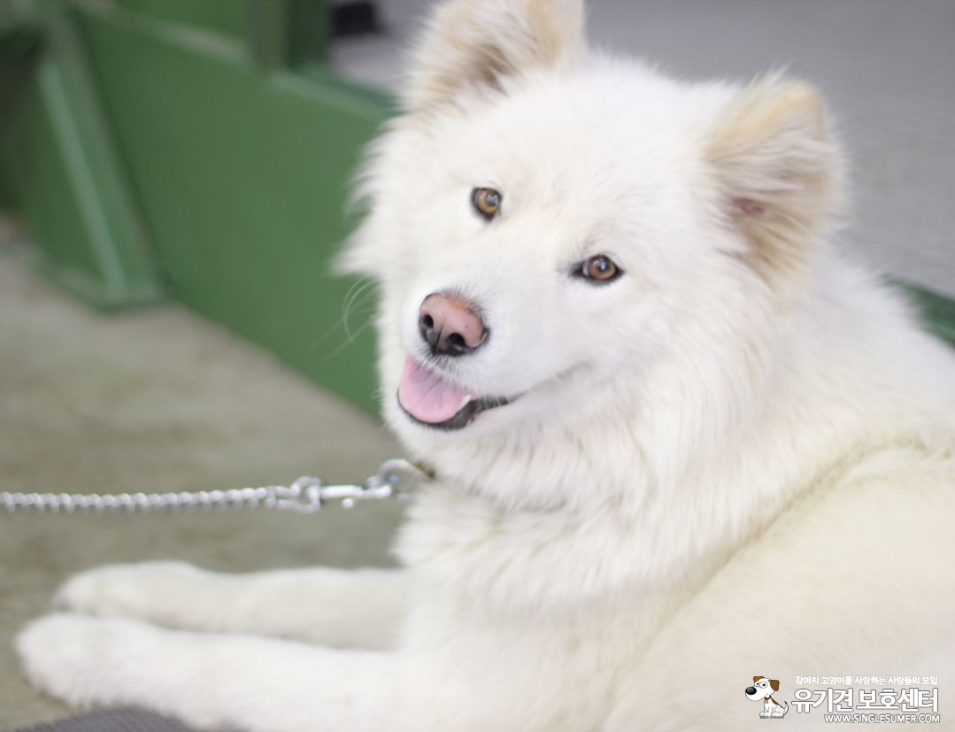 재순이를 찾습니다. - 강아지 찾아요 - 유기견 보호 센터 - 이미지 3