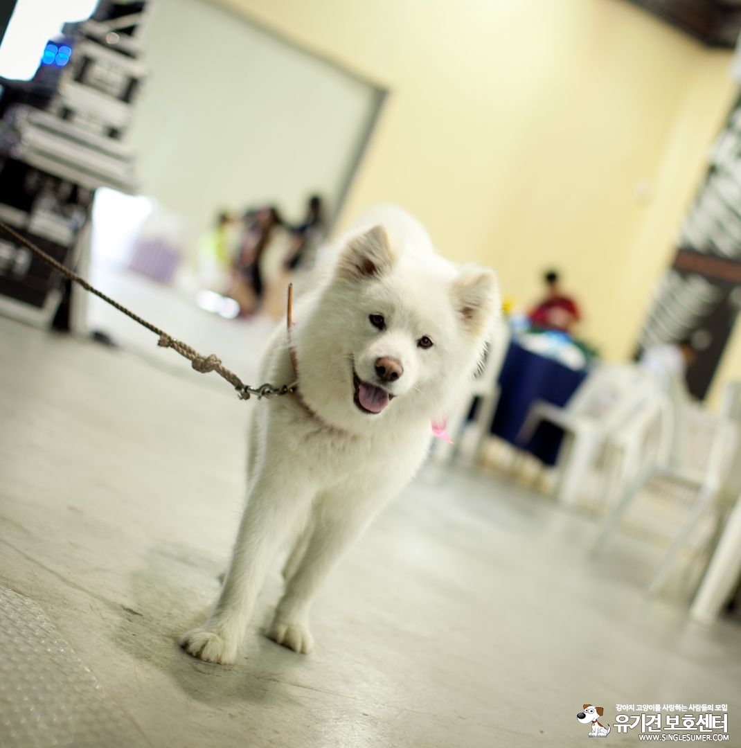 재순이를 찾습니다. - 강아지 찾아요 - 유기견 보호 센터 - 이미지 1