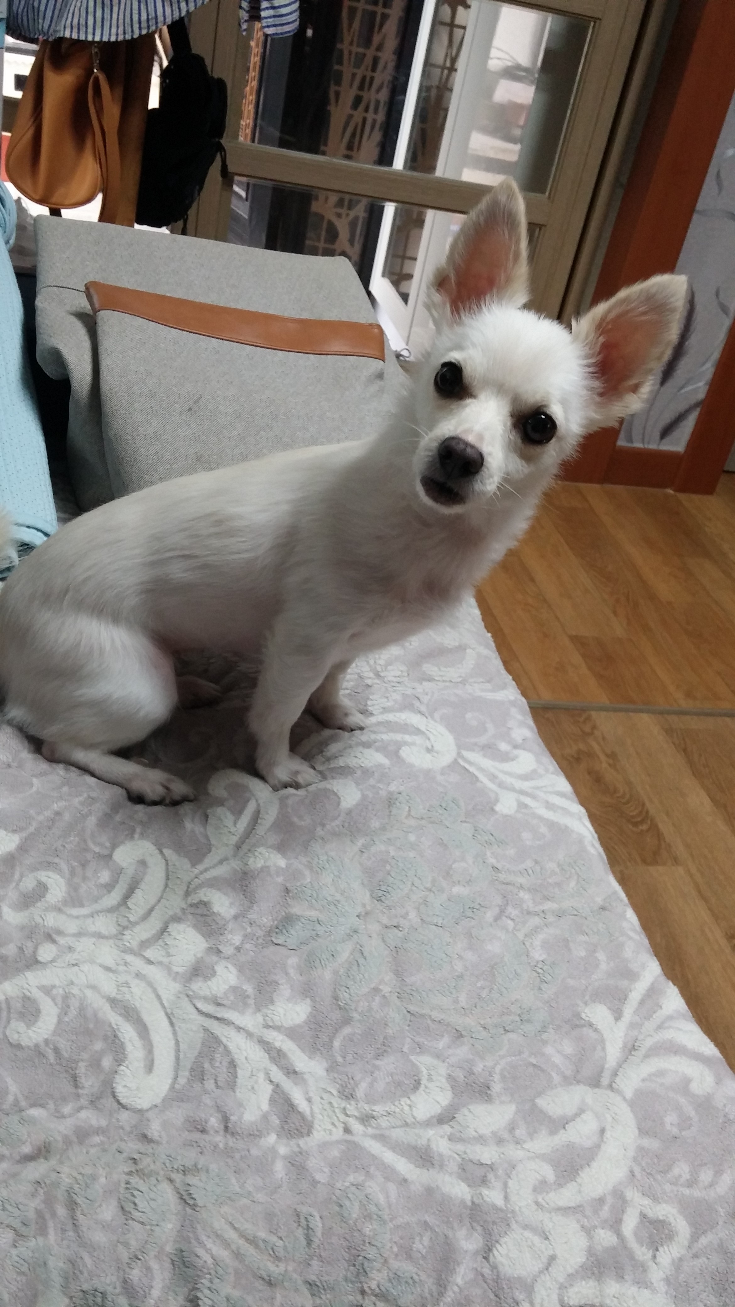 서울 관악구 행운동 흰색 믹스견 찾아요 - 강아지 찾아요 - 유기견 보호 센터 - 이미지 2