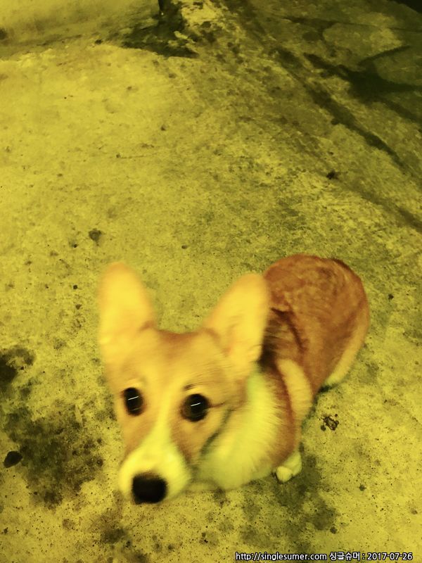 유기견보호센터 강아지보호소 고양이보호소 - 펫찾기 23번째 사진