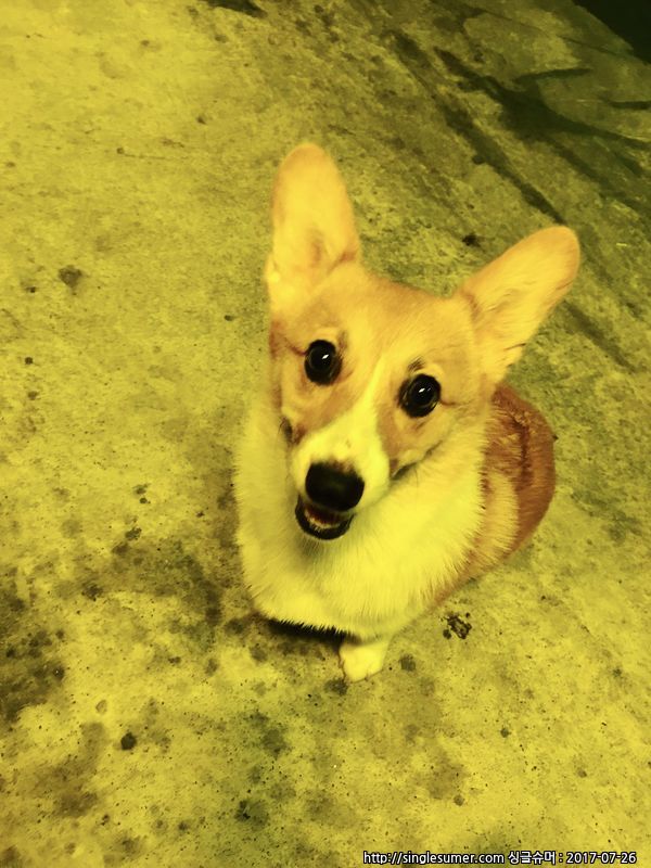 유기견보호센터 강아지보호소 고양이보호소 - 펫찾기 21번째 사진