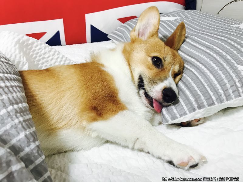 유기견보호센터 강아지보호소 고양이보호소 - 펫찾기 24번째 사진